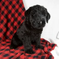 Alyssa, a female Giant Schnauzer for sale in Millersburg, OH – Photo 4 of 9