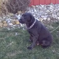 Alyssa, a female Giant Schnauzer for sale in Millersburg, OH – Photo 8 of 9