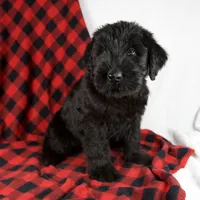 Alyssa, a female Giant Schnauzer for sale in Millersburg, OH – Photo 6 of 9