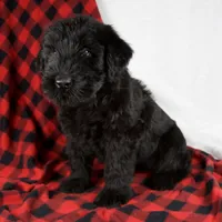 Alyssa, a female Giant Schnauzer for sale in Millersburg, OH – Photo 2 of 9
