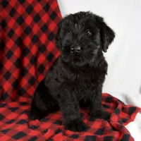 Alyssa, a female Giant Schnauzer for sale in Millersburg, OH – Photo 1 of 9