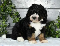 Keith, a male Miniature Bernedoodle for sale in Millersburg, OH – Photo 5 of 5