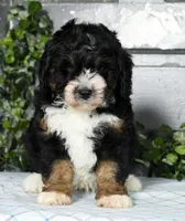 Keith, a male Miniature Bernedoodle for sale in Millersburg, OH – Photo 3 of 5
