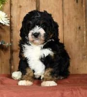 Keith, a male Miniature Bernedoodle for sale in Millersburg, OH – Photo 2 of 5