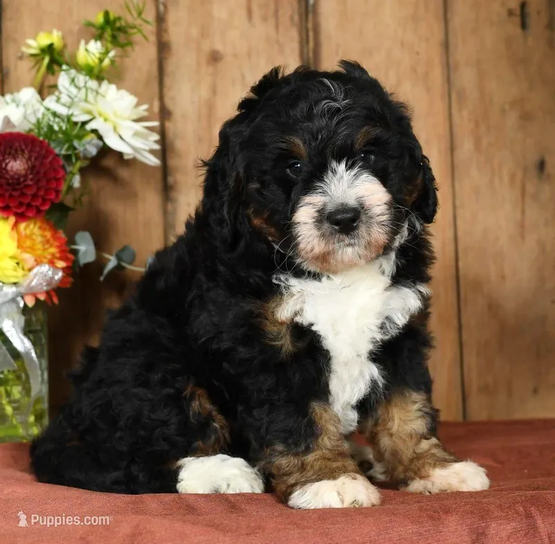 Keith, a male Miniature Bernedoodle for sale in Millersburg, OH – Photo 1 of 5
