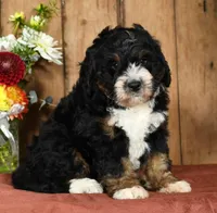 Keith, a male Miniature Bernedoodle for sale in Millersburg, OH – Photo 1 of 5