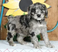 Melissa, a female Schnoodle for sale in Millersburg, OH – Photo 2 of 8