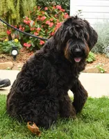Melissa, a female Schnoodle for sale in Millersburg, OH – Photo 7 of 8