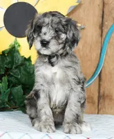 Melissa, a female Schnoodle for sale in Millersburg, OH – Photo 1 of 8