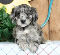 Melissa, a female Schnoodle for sale in Millersburg, OH – Photo 4 of 8