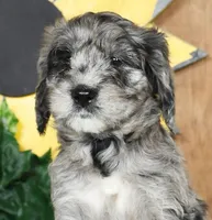 Melissa, a female Schnoodle for sale in Millersburg, OH – Photo 5 of 8