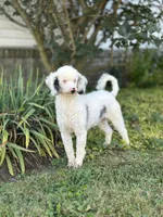 Melissa, a female Schnoodle for sale in Millersburg, OH – Photo 8 of 8