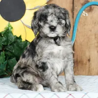 Melissa, a female Schnoodle for sale in Millersburg, OH – Photo 6 of 8