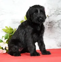 Shyann Champion Bloodline, a female Giant Schnauzer for sale in Millersburg, OH – Photo 2 of 9