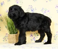 Shyann Champion Bloodline, a female Giant Schnauzer for sale in Millersburg, OH – Photo 4 of 9