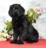 Shyann Champion Bloodline, a female Giant Schnauzer for sale in Millersburg, OH – Photo 3 of 9