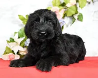 Shyann Champion Bloodline, a female Giant Schnauzer for sale in Millersburg, OH – Photo 5 of 9