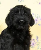 Shyann Champion Bloodline, a female Giant Schnauzer for sale in Millersburg, OH – Photo 9 of 9