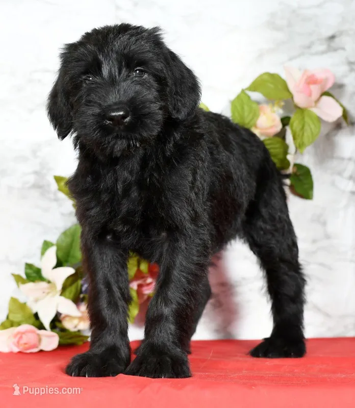 Shyann Champion Bloodline, a female Giant Schnauzer for sale in Millersburg, OH – Photo 1 of 9