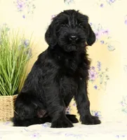 Shyann Champion Bloodline, a female Giant Schnauzer for sale in Millersburg, OH – Photo 6 of 9