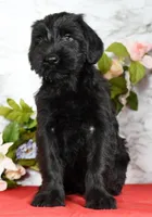 Shyann Champion Bloodline, a female Giant Schnauzer for sale in Millersburg, OH – Photo 7 of 9