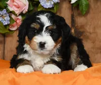 Renae, a female Miniature Bernedoodle for sale in Millersburg, OH – Photo 3 of 5