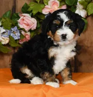 Renae, a female Miniature Bernedoodle for sale in Millersburg, OH – Photo 2 of 5