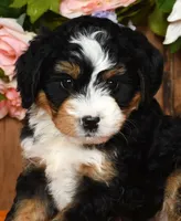 Renae, a female Miniature Bernedoodle for sale in Millersburg, OH – Photo 5 of 5