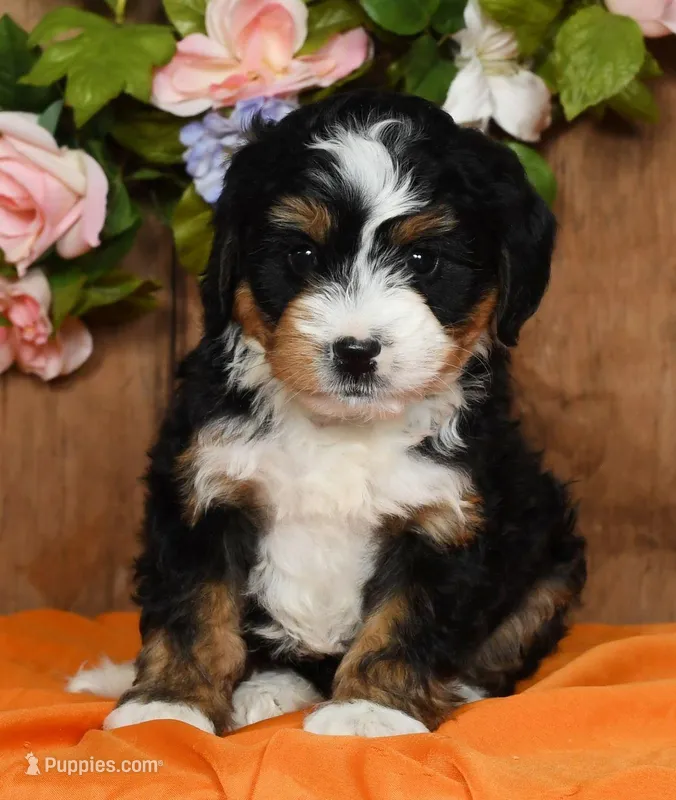 Renae, a female Miniature Bernedoodle for sale in Millersburg, OH – Photo 1 of 5