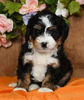 Renae, a female Miniature Bernedoodle for sale in Millersburg, OH – Photo 1 of 5