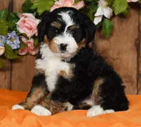 Renae, a female Miniature Bernedoodle for sale in Millersburg, OH – Photo 4 of 5