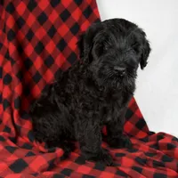 Arlin, a male Giant Schnauzer for sale in Millersburg, OH – Photo 3 of 9