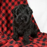 Arlin, a male Giant Schnauzer for sale in Millersburg, OH – Photo 5 of 9