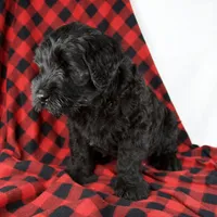 Arlin, a male Giant Schnauzer for sale in Millersburg, OH – Photo 7 of 9