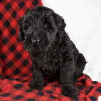 Arlin, a male Giant Schnauzer for sale in Millersburg, OH – Photo 2 of 9
