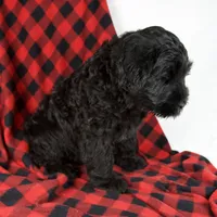 Arlin, a male Giant Schnauzer for sale in Millersburg, OH – Photo 4 of 9