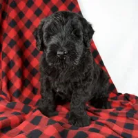 Arlin, a male Giant Schnauzer for sale in Millersburg, OH – Photo 6 of 9