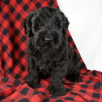 Arlin, a male Giant Schnauzer for sale in Millersburg, OH – Photo 1 of 9