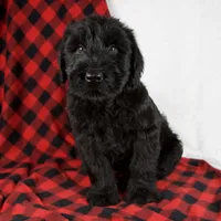 Austin, a male Giant Schnauzer for sale in Millersburg, OH – Photo 6 of 8