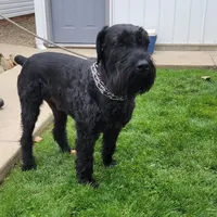 Austin, a male Giant Schnauzer for sale in Millersburg, OH – Photo 8 of 8