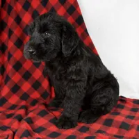 Austin, a male Giant Schnauzer for sale in Millersburg, OH – Photo 3 of 8
