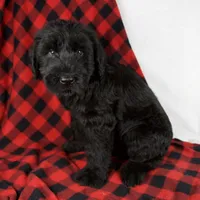 Austin, a male Giant Schnauzer for sale in Millersburg, OH – Photo 5 of 8