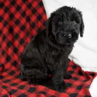 Austin, a male Giant Schnauzer for sale in Millersburg, OH – Photo 2 of 8