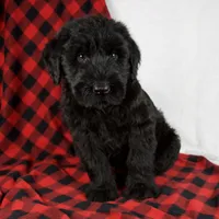 Austin, a male Giant Schnauzer for sale in Millersburg, OH – Photo 1 of 8