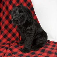 Austin, a male Giant Schnauzer for sale in Millersburg, OH – Photo 4 of 8