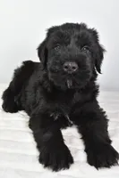 Kendall Champion, a male Giant Schnauzer for sale in Millersburg, OH – Photo 6 of 7