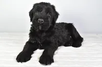 Kendall Champion, a male Giant Schnauzer for sale in Millersburg, OH – Photo 5 of 7