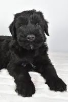 Kendall Champion, a male Giant Schnauzer for sale in Millersburg, OH – Photo 2 of 7