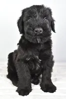 Kendall Champion, a male Giant Schnauzer for sale in Millersburg, OH – Photo 4 of 7