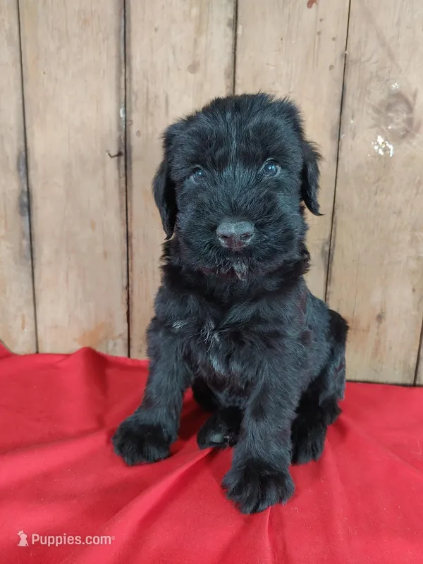 Kendall Champion, a male Giant Schnauzer for sale in Millersburg, OH – Photo 1 of 7